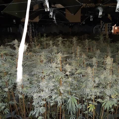 A second multi-million pound cannabis grow has been discovered in Rotherham in just two weeks.