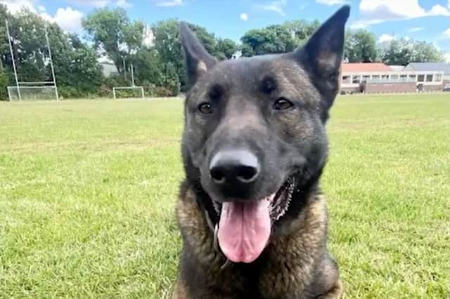 Police Dog Luna, who detained a suspect following a chase through Sheffield