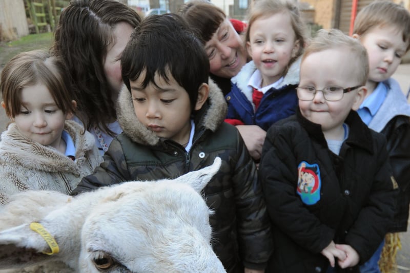 Youngsters at Millfield Community Nursery School met Molly the sheep as part of the Chinese New Year celebrations in 2015.