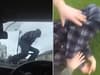 Bodycam footage shows man jump over cop car bonnet after police notice strong cannabis smell from his car