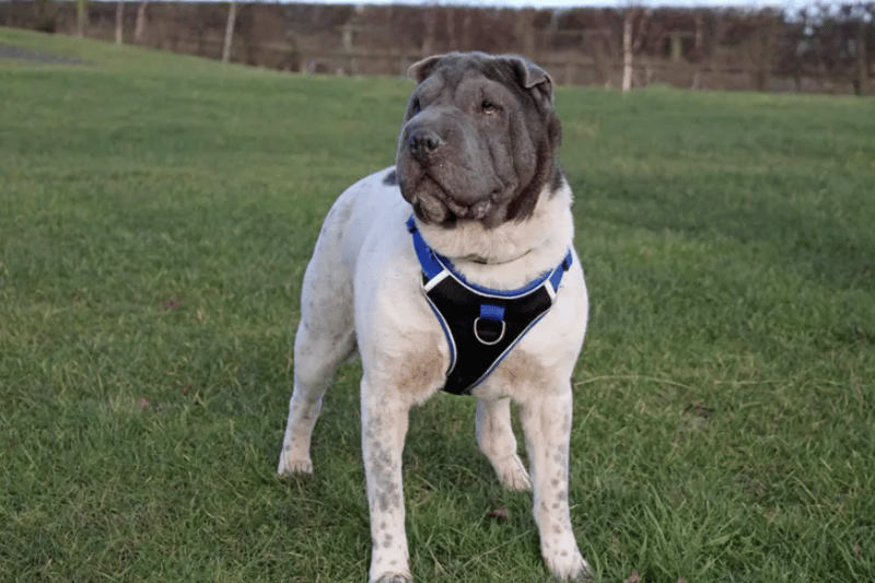 Bow is a lovely 5-year-old Sharpei who will need a family that will be around for her to help her settle into her new home and gradually increase any time spent alone in a pawsitive way. She will happily go for potters with quiet dogs but would prefer to be the only pampered pooch in the home to soak up all the attention for herself. Bow can live with secondary school aged children who are aged 14+ who will give Bow the time and patience she needs to settle in to her new environment. Adopters will need to visit Bow at the centre a few times before taking her home.