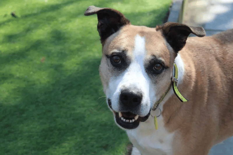 Ludo is a fun 8 year old Great Dane cross who loves to play with toys but can sometimes be reluctant to relinquish them so swaps will need to be done while playing. As he is a big lad, he can be strong on lead so would benefit from having some loose lead training. Ludo is looking for a family that will give him the love and affection that he deserves. You won’t be applying for a specific dog, but you can tell us what type of dog you’re looking for. You can also add up to four favourites to your application to give us an idea of the dogs you like, so we can consider you for similar dogs. Once you’ve submitted your application, we can’t change or update your favourites. Adding a dog to your application is not a reservation but a guide for us to find you a match.