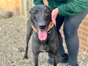 Graham is a five-year-old Lurcher who has won over the hearts of the Edinburgh Dog and Cat Home team. He first came to the Home as a stray, and he’s easily overwhelmed and anxious. Graham is looking for an experienced owner and a quiet home. He’s a playful boy who loves running free and playing with toys. He’s been working hard on his training and needs a person who’s willing to keep this up with him. Graham is incredibly affectionate once he gets to know someone and despite his size, he aspires to be a lapdog.