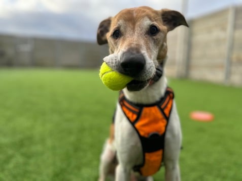 Patiently waiting more than 650 days for the right family to welcome him into their life, 12-year-old Lurcher, Peter, first came to the home in 2022 as a stray and has been holding out for the right person to take him home ever since. Despite being one of the oldest residents of the home, both in age and time spent there, Nonnie Kent the Edinburgh Dog and Cat Home’s Rehoming Manager says Peter still has a lot of life left in him: “Peter is a sweetheart with a loveable nature who deserves to spend his golden years surrounded by comfort and love. Despite his age, he still enjoys walks, sniffing around our paddock, and playing with his favourite soft toys. He can be easily overwhelmed so he just needs an owner who’s willing to work with him at his pace.”