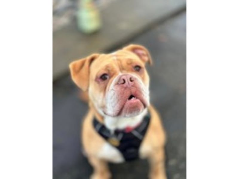 Dotty is a three-year-old Bulldog Cross who’s brimming with love for life. She’s been working hard on her training and needs an owner who will keep this up with her. Dotty is very motivated by food and toys, so she loves learning new things! Dotty is a bundle of cuddles and love around people, but she doesn’t like other dogs and can be reactive. She is looking for a home where she will be the only pet, with an owner who understands her needs.