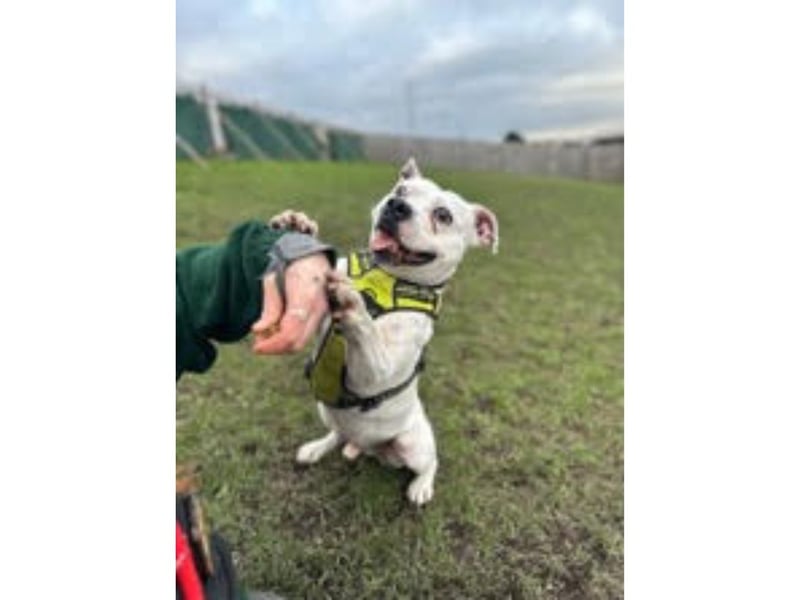 Beautiful Bailey has been with the Home for almost a year and he’s hoping to find his forever home. He’s a medium-build, five-year-old Staffy with a heart as big as his eyes! Bailey needs an experienced and active owner who will enjoy getting out with him and working on his training. Bailey can be boisterous when he gets excited and needs to go to a home where he will be the only pet. He has so much love to give and he will make a loyal companion for the right owner.