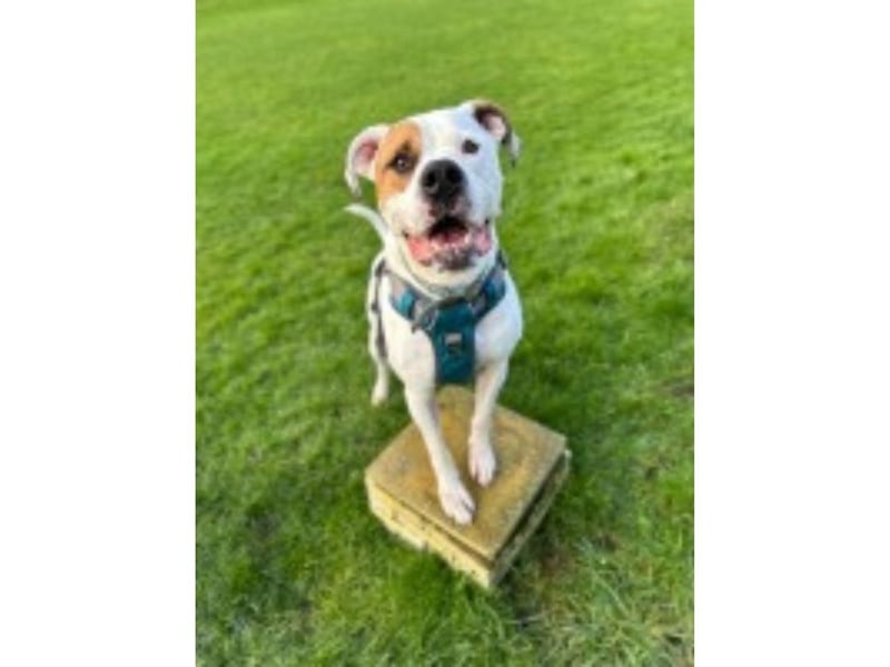 Ted is a big boy with an even bigger heart. He’s a five-year-old American Bulldog who was brought to the Home when his previous owner’s difficult circumstances meant they could no longer cope with his care. Ted is just brimming with personality and playfulness. He loves meeting people, getting fussed over, and his football. He can be cheeky and needs someone who can manage this and continue to work on his training with him. His affectionate and playful personality will make him the perfect companion for someone with the time and energy to give him the love he deserves.