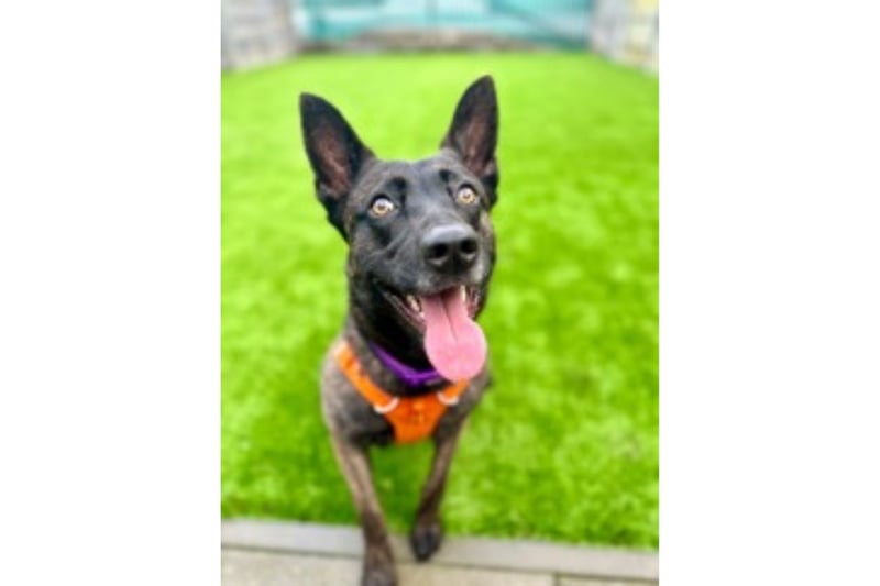 Storm is a stunning one-and-a-half-year-old Dutch Shepherd. She had a tough start to life as she was brought to the Home as a stray last year. She can be wary of new people and nervous in new situations. Storm needs a patient and understanding person who can help her work on this. Storm is a clever and energetic girl looking for an active owner who will enjoy giving her all the exercise and stimulation she needs each day. She’s affectionate, playful and will be a devoted friend to the right person.