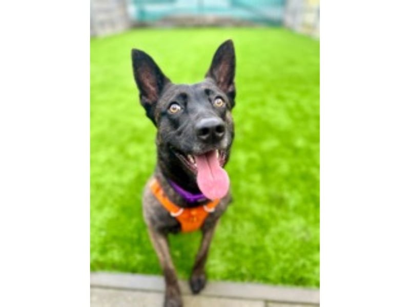 Storm is a stunning one-and-a-half-year-old Dutch Shepherd. She had a tough start to life as she was brought to the Home as a stray last year. She can be wary of new people and nervous in new situations. Storm needs a patient and understanding person who can help her work on this. Storm is a clever and energetic girl looking for an active owner who will enjoy giving her all the exercise and stimulation she needs each day. She’s affectionate, playful and will be a devoted friend to the right person.