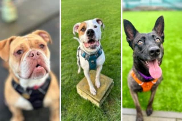 These adorable dogs are all looking for new homes.