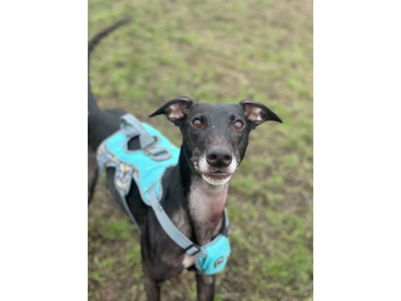 Quincy is a loveable lady who came to the Home when her previous owner passed away. She’s a four-year-old Lurcher cross who is shy of new people but full of affection for those she trusts. She’s very playful and loves running on the beach or chasing a ball in our paddock. Quincy doesn’t like to be left alone and can be reactive with other dogs. She’s been working on this in training and needs a person who will be understanding and patient with her.