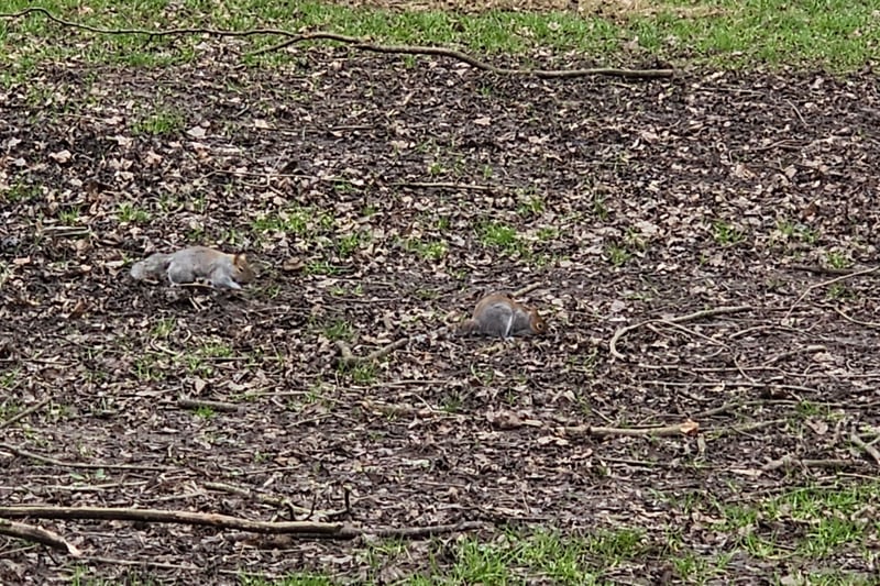 We came across a lot of squirrels during our visit.
