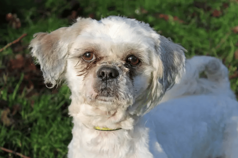 Patch is a Shih Tzu who would like a quiet home as the only dog and where any children are teens or older. He is house trained and will require regular coat care at the groomers.