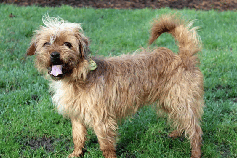 Doris is a Yorkshire Terrier cross who can live with children of high school age but will need to be the only pet. Dogs Trust have no history for her so cannot guarantee that she is house trained, and she may need someone at home with her for most of the day.
