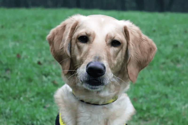 Tilly is a Golden Retriever cross who can live with children over the age of 10 but needs to be the only pet. She is house trained and ideally needs someone around most of the day as she can be destructive when left.