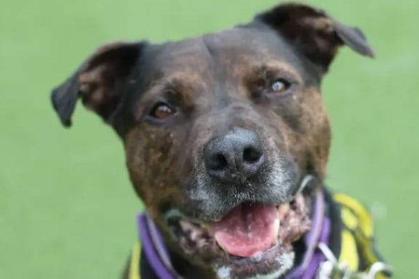 Jack is a wonderful 10 year old boy who is full of fun and energy. He is looking for a home with a family that has rescue dog experience and is happy to walk him in quiet areas where he can relax and enjoy exploring with his new family.