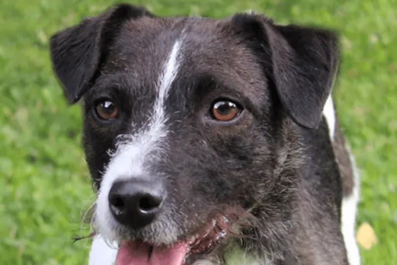 Denver is a Jack Russell Terrier who needs a home without children and as the only pet. She's house trained and will need multiple visits to her at the centre before going home.