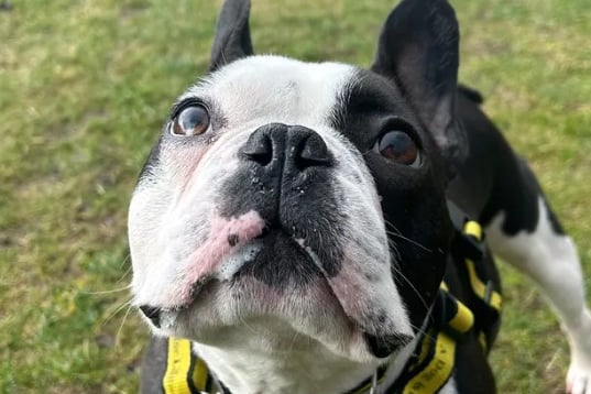 Reggie is a delightful little lad who also goes by Reginald, L'Reg, Piglet and many other nicknames! He is just 4 years old and is able to share his home with children aged 5 years old. He enjoys the company of other dogs so could share his home with one.