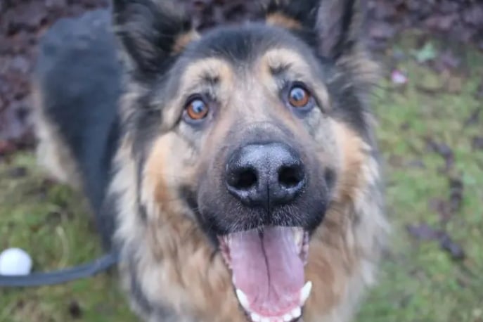 Zeus is stunning big 6 year old German Shepherd who has found himself in the care of Dogs Trust through no fault of his own. Although Zeus can be reactive when he sees another dog, he can meet and make friends so would be able to share his home with another dog, pending successful mixes at the centre.