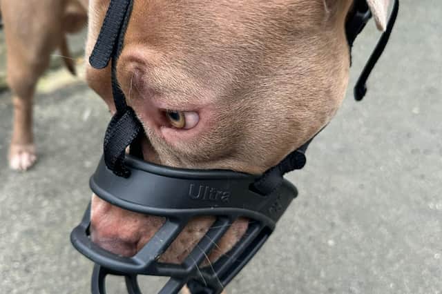 Theo, wearing a muzzle.  Picture: Kerry Heath/PA Wire 