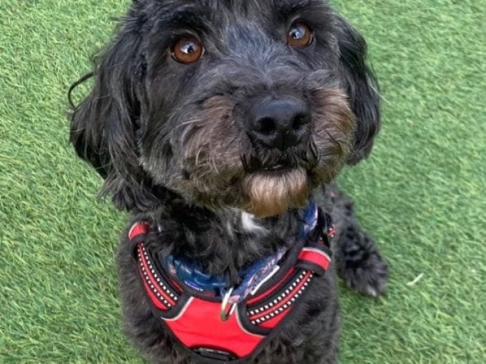 Lilly is a very affectionate girl who sadly entered Thornberry's care after growing tensions between her and another dog in her previous home. She has been well-loved and we are keen to find her an equally loving and understanding home. She has previously lived with children, and could live with children as young as eight. She should have reduced leaving hours initially and must have no other pets or visiting pets to the household. She cannot interact with other dogs so would benefit from quiet walking areas.