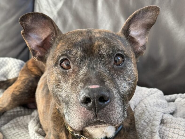 Billy is being cared for by Helping Yorkshire Poundies. He had been abandoned in a property and was terribly underweight and limping. Since entering HYP’s care he has put on weight and is now on pain relief for his sore knees. He doesn’t let this stop him as he loves to run and walk. He is very fit and super friendly. He is housetrained and knows lots of commands. He has shown no issues around other dogs. He is doing better at being left alone in his kennel, but when he moves into his new home he will need time and patience while he settles. He is so sad and desperately needs a loving home.