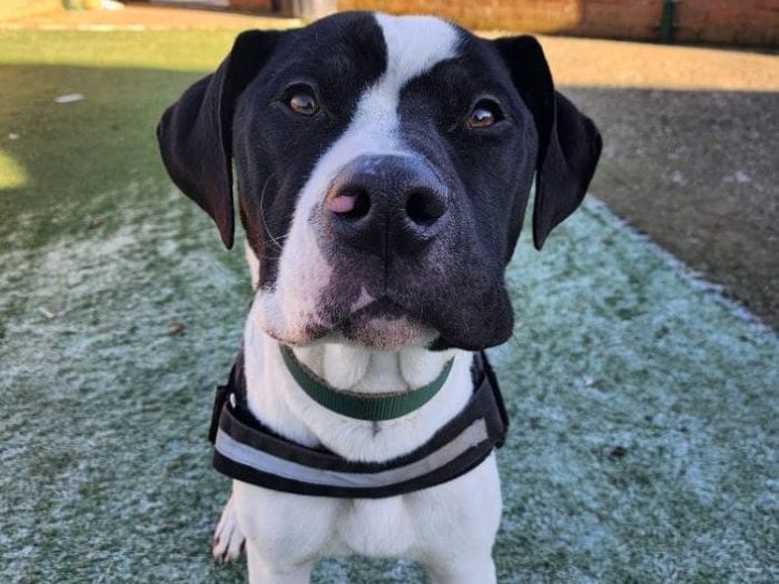 Dudley is being cared for by Thornberry. He is a very handsome boy, who is very big and still has a lot of growing to do. He is best suited to owners who have experience with large breeds. He could potentially live with another neutered dog who is tolerant of a big boy. He loves toys and is usually carrying one with him around the site. Dudley is very friendly to everyone he meets – he could live with children aged 12+ in his new home and would benefit from a secure private garden.