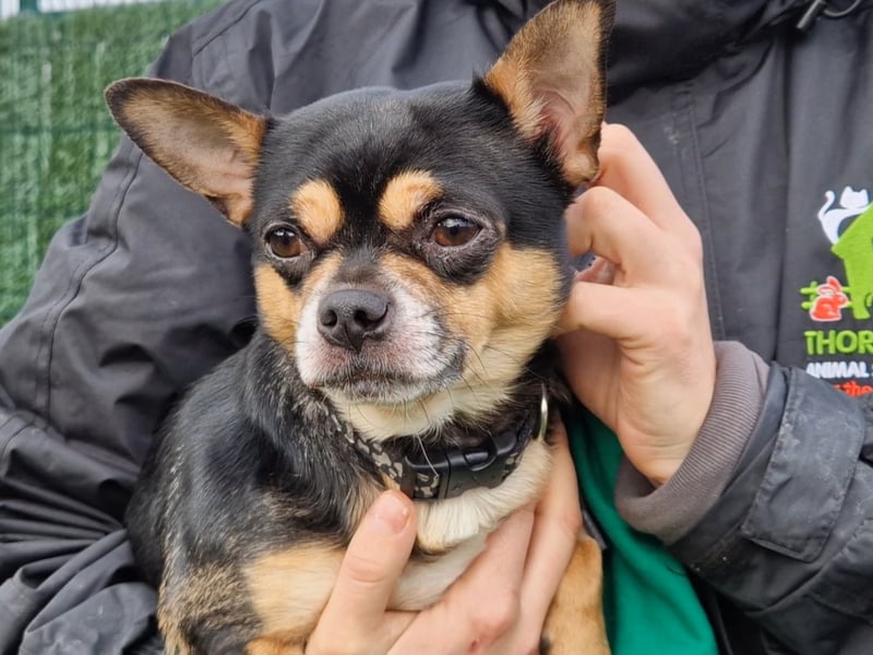 Vinny is being cared for at Thornberry. He is a Chihuahua cross Yorkshire Terrier. He is finding things confusing - he has lived quite a sheltered life, exercising mostly in a garden rather than walks, and so he would benefit from owners who have experience of dogs to can help teach him there is more to life. He is good with other dogs and would benefit from living with other small friends - he has previously lived with cats. Vinny is not completely housetrained and will need patient owners while he settles. He is very affectionate and loves a cuddle.