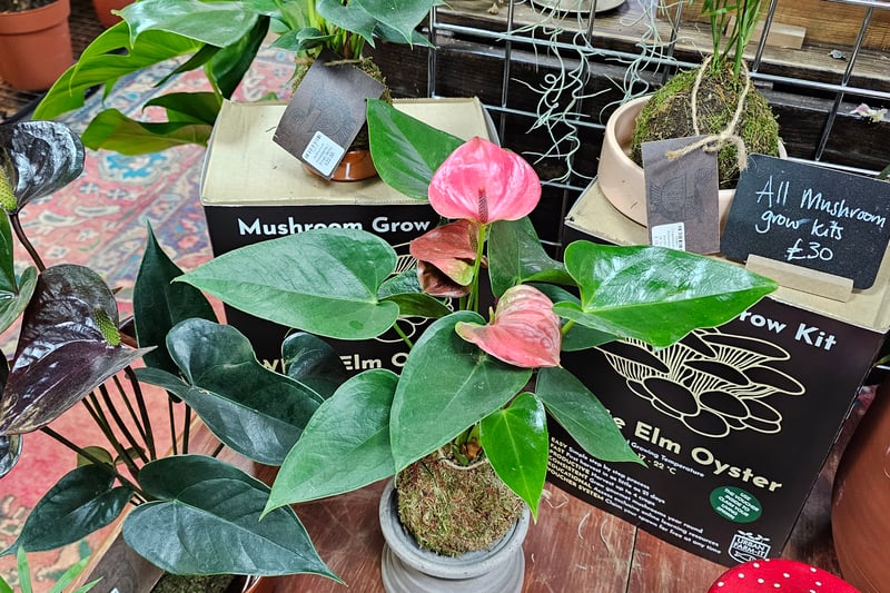 At the Wild Leaf plant store, they recommended the Kokedamas (£22) as a Valentine's Day gift. They will also be offering Valentine's Day bouquets.
