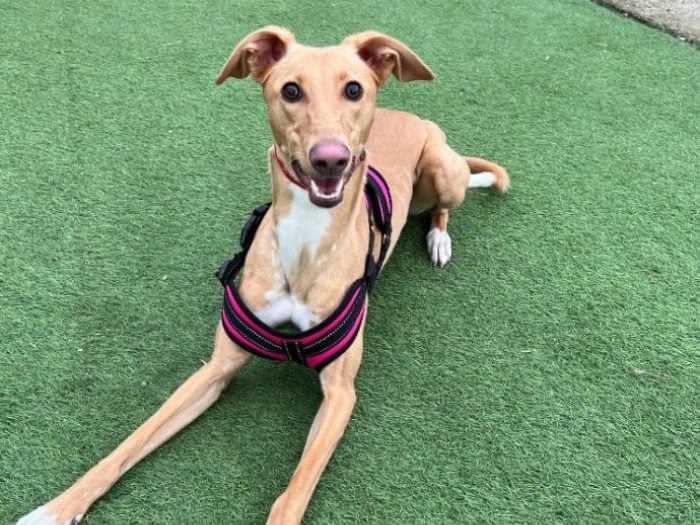 Peaches is being cared for by Thornberry. She is being rehomed as sadly her previous family felt they were unable to manage her energy levels as well as a young child. She would love to live with another loving family home. She is very friendly – VERY fast and loves to zoomy. She will impress you by giving you a sit and paw combo. Peaches would benefit from ongoing training and loves to play with other similar sized dogs with a similar playstyle. She could live with children 8+ in a home who have time to manage children and a bouncy girl.