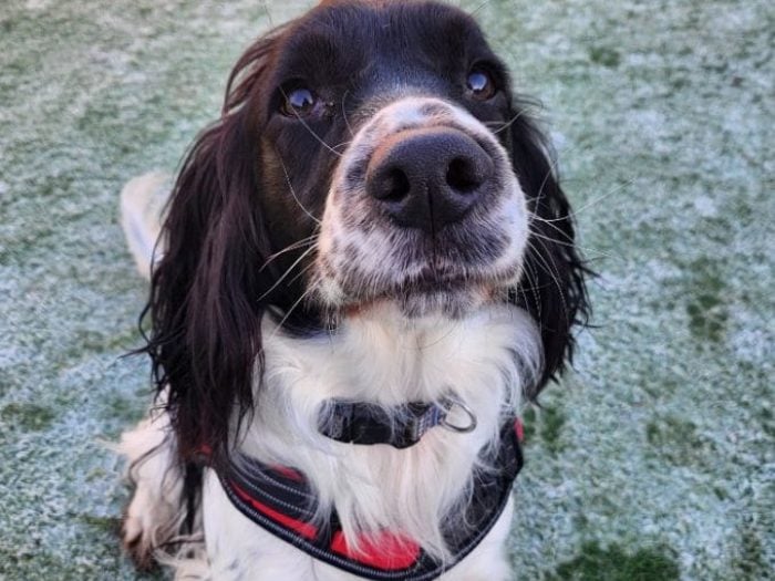 Hunter is being cared for by Thornberry. He is best suited to a home familiar with spaniels and their needs. He is a high energy boy who is very strong on the lead – he would benefit from lead / recall training and could be a great candidate for some agility fun. Hunter can be uncomfortable with formal handling but does love a cuddle on his terms. He’s great fun and will make a lovely addition to an active family. He could live with teens+ and potentially with another dog of similar energy levels.