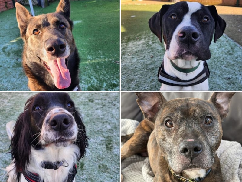 There are plenty of dogs awaiting their new forever homes at shelters in Sheffield. Can you help?