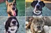 Adopt a dog Sheffield: 11 cute dogs ready for adoption this week at Helping Yorkshire Poundies and Thornberry