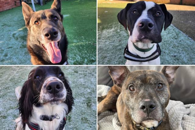 There are plenty of dogs awaiting their new forever homes at shelters in Sheffield. Can you help?