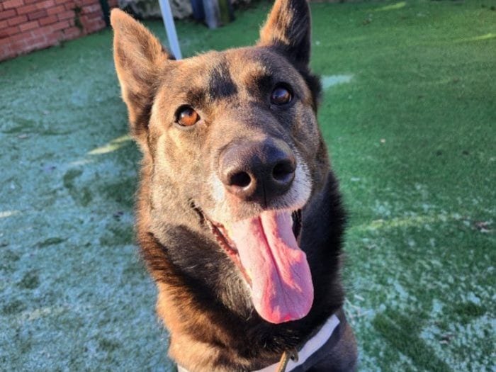 Hettie arrived to Thornberry as an unclaimed stray – despite this she has a wonderful temperament and is full of love. She is incredibly bright and responds well to training. She is walking well on lead but would benefit from lead / recall training. Hettie has been good around other dogs so far and whilst we are still getting to know Hettie she could be introduced to children aged 12+ who are confident around big dogs.