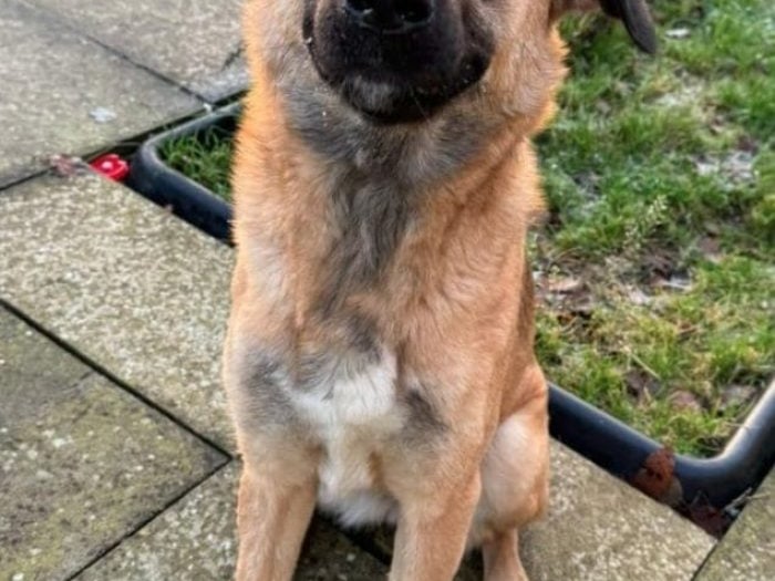 Roxy is new to Thornberry and still under assessment. Roxy is believed to be aged around two years old, and is coming out of her shell more and more each day. She has a gentle temperament and enjoys to be with her favourite carers. She is not very tactile but loves to sit by your side. Roxy will need some on going confidence building when in her new home, a real sweetheart who has huge potential.
