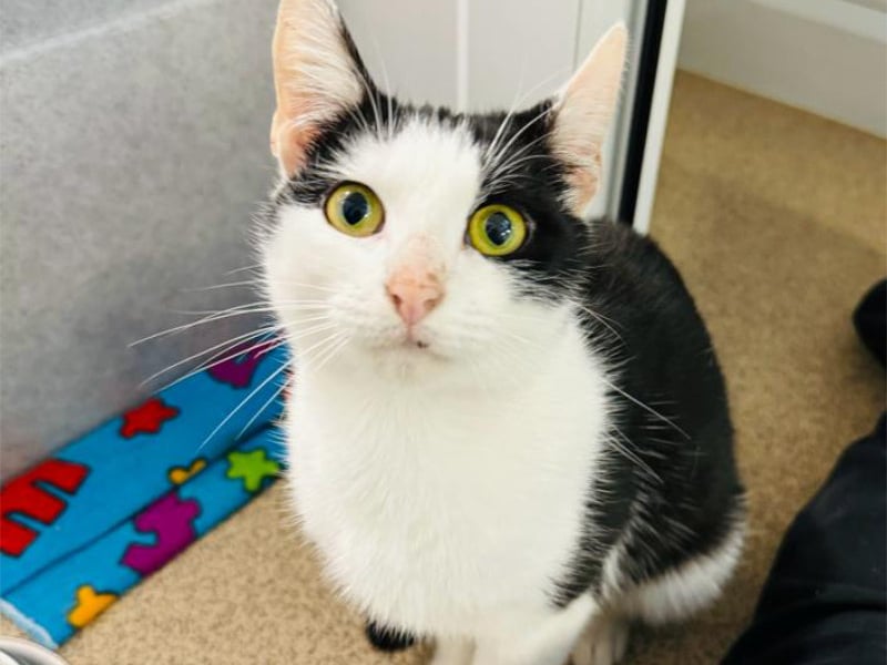 One-year-old Angel arrived at the centre in a "bad way", the team at the RSPCA explained - and was "absolutely starving". But after plenty of love and care, she now has a full belly and is a happy and healthy kitten. Angel loves fuss and attention, and would be keen to live with a playful family.