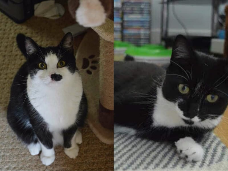 Five-year-olds Ares and Athena are a bonded pair of siblings who have much love and affection towards one another. Unlike Greek Mythology, neither are into war - opting instead for cuddles. They'd suit a home with cat savvy kids and a garden to explore.