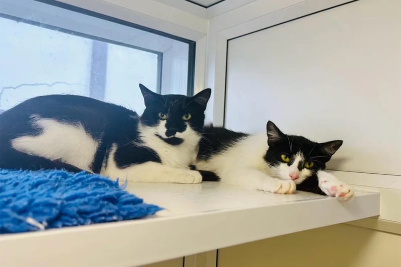 One-year-olds Prinny and Davie are brother and sister who came into the centre after living in squalid conditions. They would prefer a quieter home with adults only who have cat experience. 