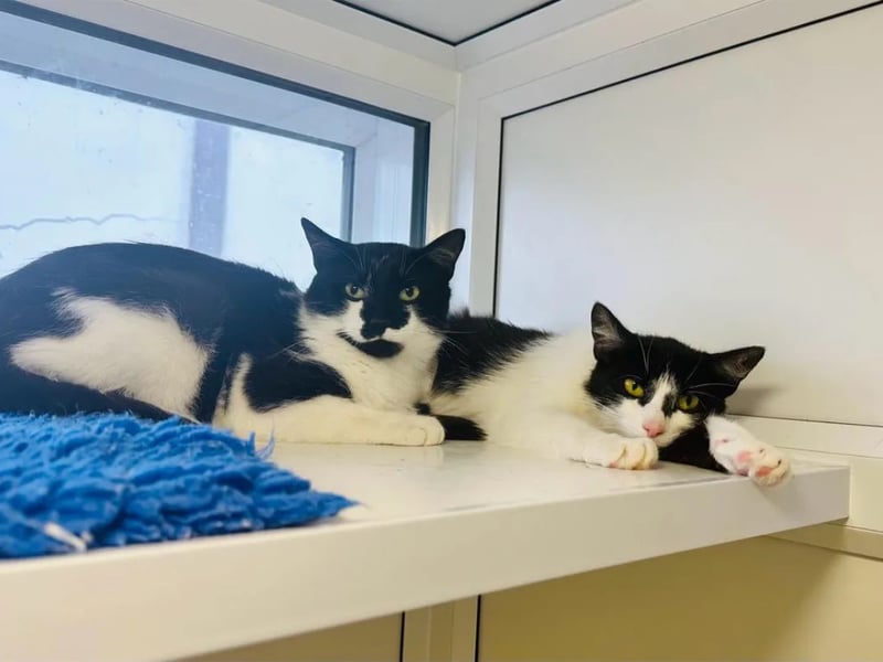 One-year-olds Prinny and Davie are brother and sister who came into the centre after living in squalid conditions. They would prefer a quieter home with adults only who have cat experience.