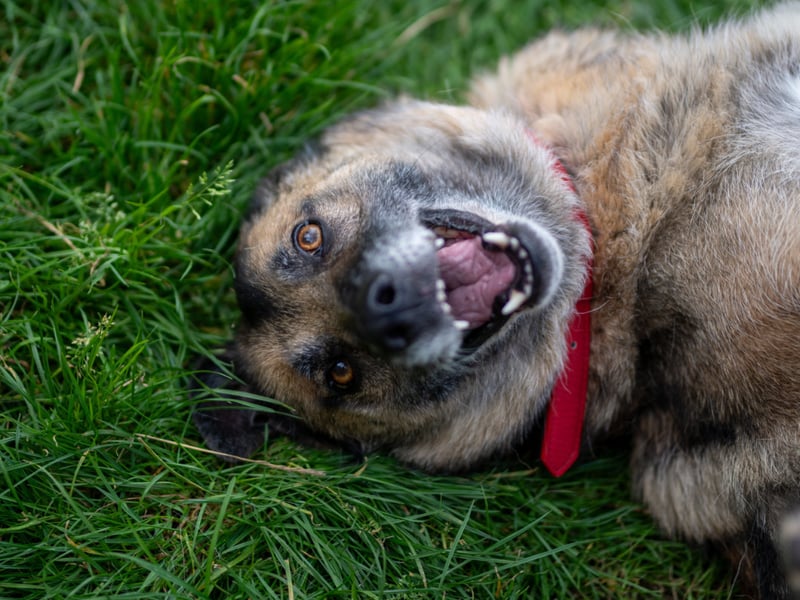 Zeta, a 10-year-old Belgium Malinois x GSD, loves walks and exploring new places, but most of all, she loves running around. Zeta is still pretty active and would suit a family who are up for keeping her mind occupied with training. She'd prefer to be the only dog in an adult-only home.