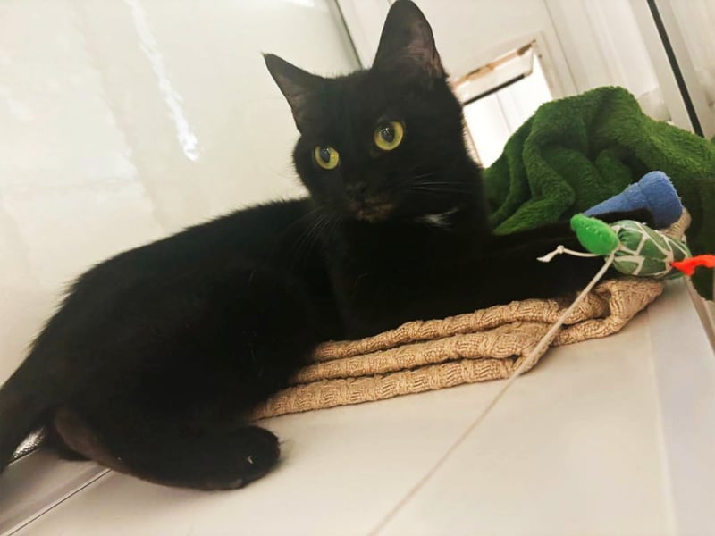 Scruffy is a two-year-old who is well-groomed with a silky coat and stunning yellow eyes. She would suit a quiet, adult home and with those who are experienced with cats.