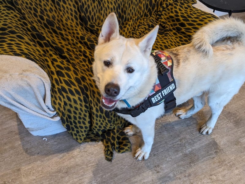 One-year-old Rocky Mountain is an Akita who's full of personality. It took him a while to settle into kennel life but he's now much happier and learning lots with the team. Rocky Mountain loves to play and run about, as well as going on long walks. He'd suit a family who are confident with big breeds.