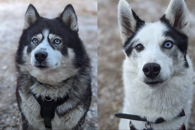 Huskies Tala and Goose had a tough time before coming to the RSPCA's centre in Leeds, as they were both kept in cages for long periods of time - and suffered "a lot of neglect". After months of patiently waiting, they found a new home. But sadly, this was not to be their forever home and they are once again hoping to find a new family. Goose, 12, is deaf and loves zooming about fields, while seven-year-old Tala enjoys chilling out.