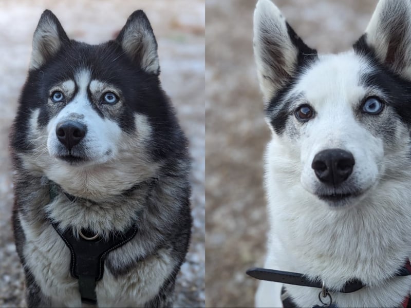 Huskies Tala and Goose had a tough time before coming to the RSPCA's centre in Leeds, as they were both kept in cages for long periods of time - and suffered "a lot of neglect". After months of patiently waiting, they found a new home. But sadly, this was not to be their forever home and they are once again hoping to find a new family. Goose, 12, is deaf and loves zooming about fields, while seven-year-old Tala enjoys chilling out.