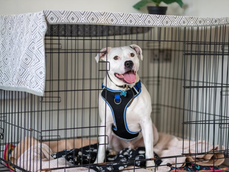 Zeus, a Staffie X, is a three-year-old bundle of energy and is looking for a family willing to offer unconditional love and keep up with his training. He can be unsure of other dogs so would suit a family that could help him feel comfortable when out on walks. Despite getting over excited at times, he loves a cuddle.