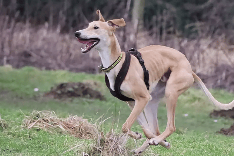 Poor Rupert arrived when he was only 3 months old after being found with a fractured leg. He was operated on, and his leg was saved, but his long recovery has meant he’s spent most of his short life in kennels. He’s been a little hero though and proven himself to be a fun, playful, energetic, super smart and VERY affectionate dog. He’ll make a perfect family pet to the right home.