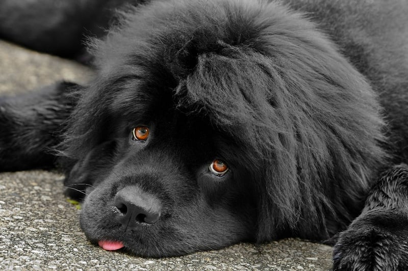 The Newfoundland, originating in what’s now modern day Canada, is another fairly big dog. They can weigh anywhere between 55-80 kg, which explains the over £1,200 you will have to spend on food each year. Be prepared to pamper your pup if you’re planning on buying a Newfoundland as it costs just shy of £500 per year for it to be professionally groomed. These are just some of the factors for why the average cost of a Newfoundland over its lifetime is £28,332.