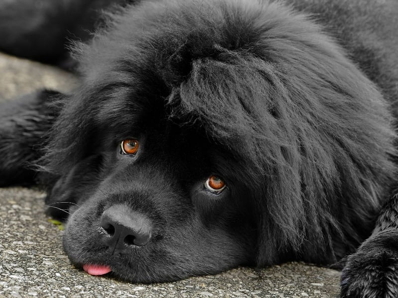 The Newfoundland, originating in what’s now modern day Canada, is another fairly big dog. They can weigh anywhere between 55-80 kg, which explains the over £1,200 you will have to spend on food each year. Be prepared to pamper your pup if you’re planning on buying a Newfoundland as it costs just shy of £500 per year for it to be professionally groomed. These are just some of the factors for why the average cost of a Newfoundland over its lifetime is £28,332.