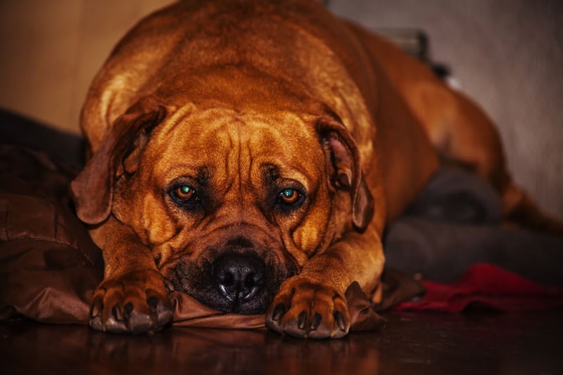 You'll neded a spare £27,028 of you opt for a Boerboel - including a hefty £1,730 a year on food alone.